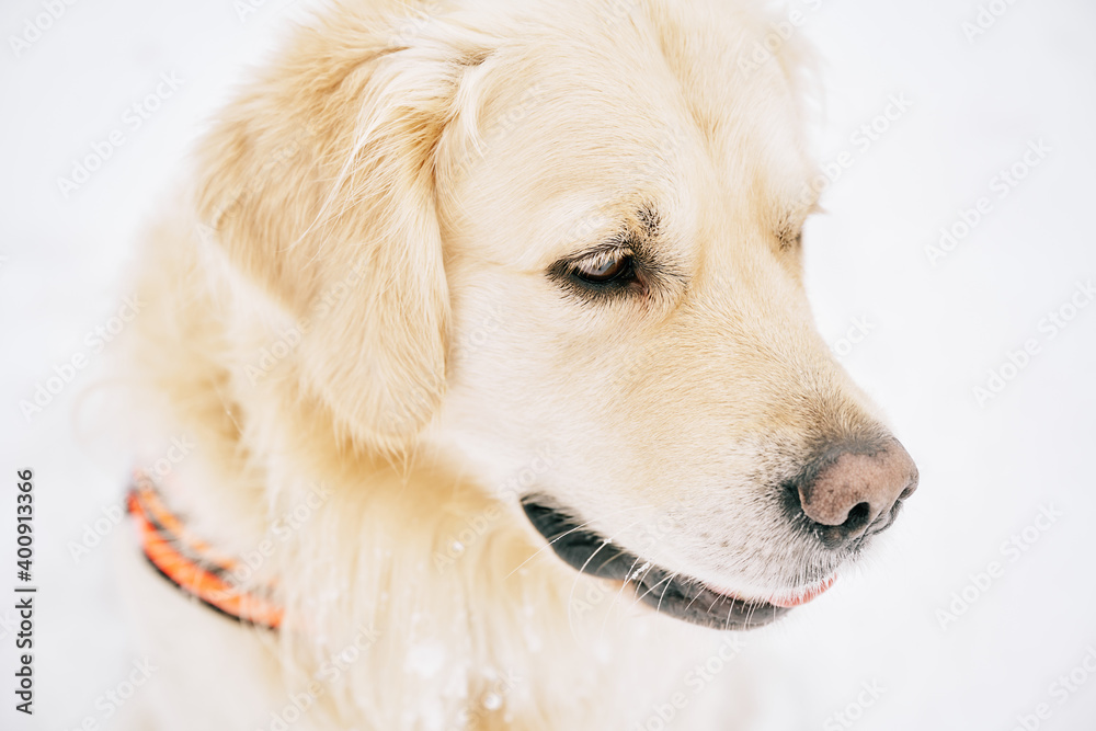 English Cream Golden Retriever is having the time of his life after snowfall in Pittsburgh, Western Pennsylvania. Keep calm and have fun. English Cream Golden Retriever is having the time of his life after snowfall in Pittsburgh, Western Pennsylvania. Keep calm and have fun.