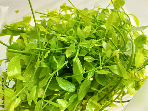 Pak-wan Tree  Melientha suavis Pierre fresh green vegetables local in thailand.