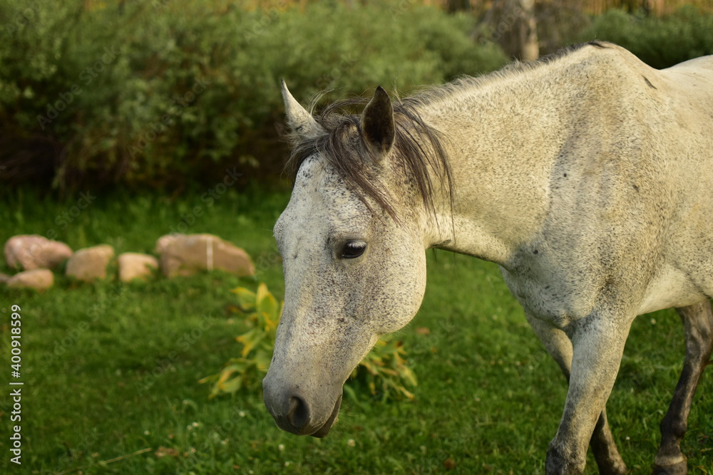 Gray Horse Walking Through the Pasture Gray Horse Walking Through the Pasture
