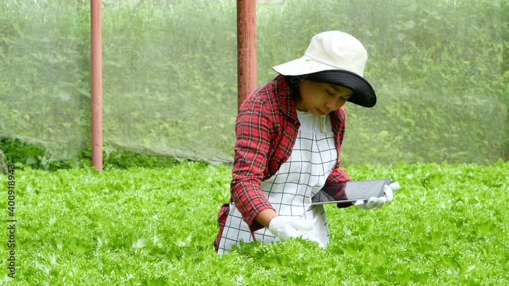 A young female farmers with a tablet in her hand working in the greenhouse. Modern technology with smart farming agriculture. A young female farmers with a tablet in her hand working in the greenhouse. Modern technology with smart farming agriculture.