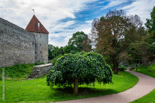 Tallinn, Estonia - City wall Towers, in the foreground is a tree (elm) with dense green branches Ulmus glabra Camperdownii, green tra, white clouds against a blue sky, walking path. photo