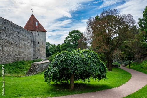 Tallinn, Estonia - City wall Towers, in the foreground is a tree (elm) with dense green branches Ulmus glabra Camperdownii, green tra, white clouds against a blue sky, walking path.