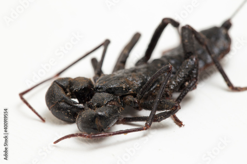 Close up of whip scorpion or vinegarroon (Mastigoproctus giganteus) on white background
