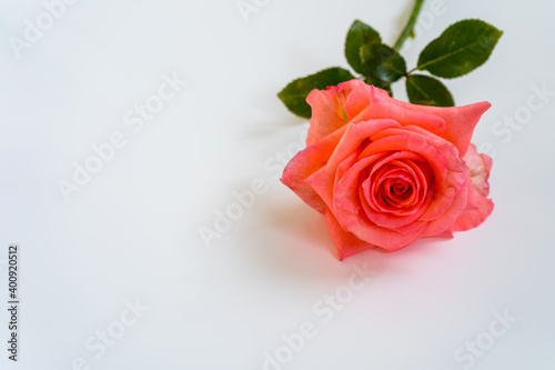 Fresh scarlet rose on gray background with copy space as a background for congratulations