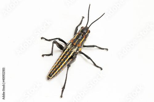  Northern Spotted grasshopper (Aularches miliaris) isolated on white background photo