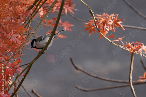 japanese tit on the autumn branch