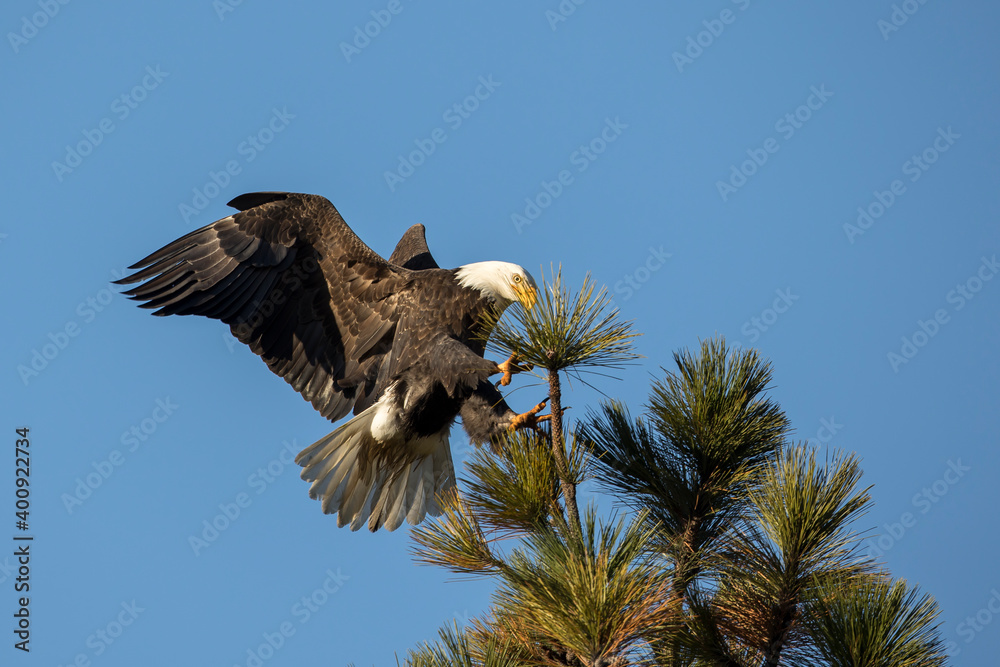 Obraz premium Bald eagle comes in for landing.