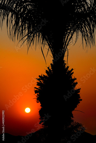 Silhouette Of Palm Tree