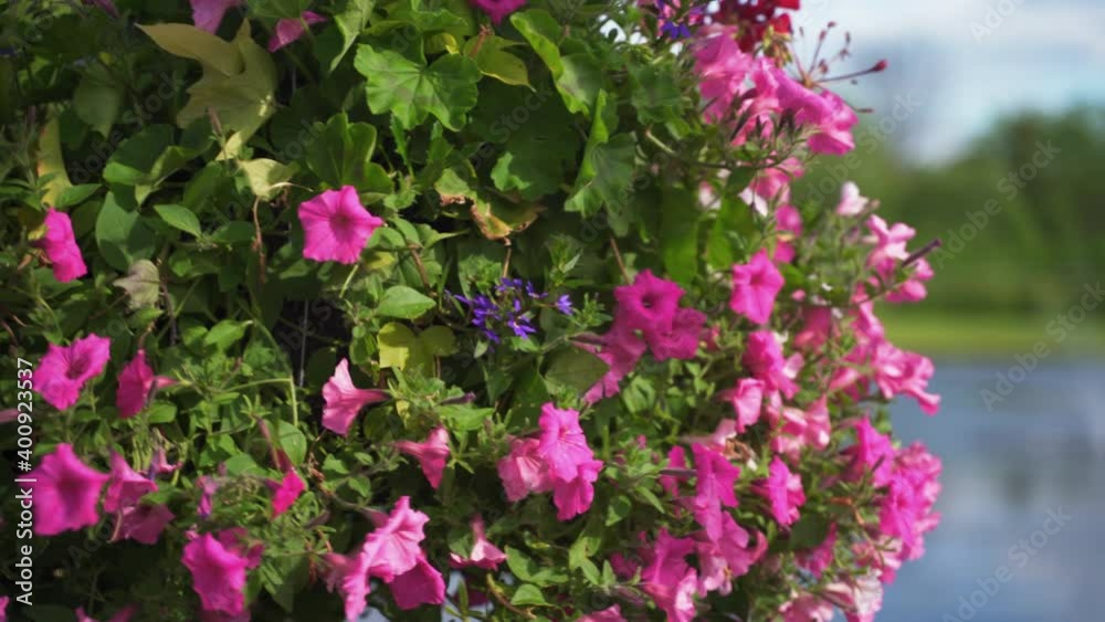 Pink Wave Petunias in a hanging basket with water and trees in background on a windy and sunny
