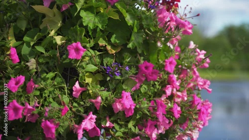 Wallpaper Mural Pink Wave Petunias in a hanging basket with water and trees in background on a windy and sunny summer day Torontodigital.ca