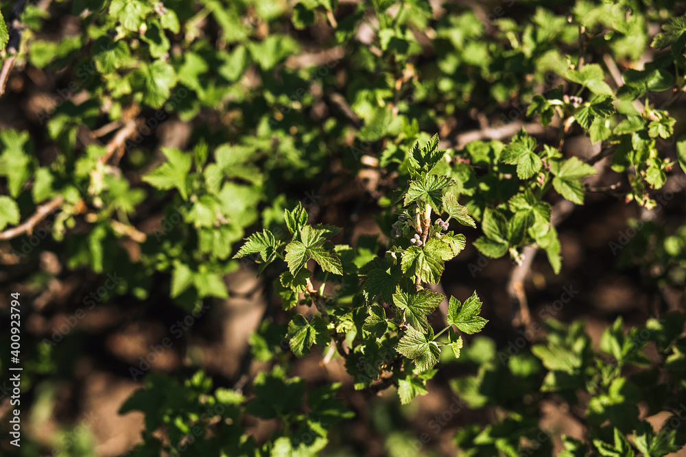 Spring greens. Branches of a currant tree with young leaves. selective focos Spring greens. Branches of a currant tree with young leaves. selective focos