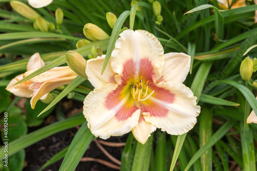 Daylily blooming plant flower outdoors close-up