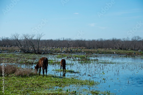 Wild Horses at Paynes Prairie State Park in Gainesville, Florida photo