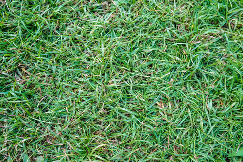 selective focus green grass background at house backyard in summer season