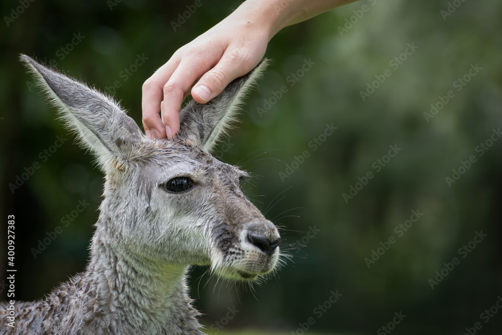 Fototapeta premium Adult Kangaroo being patted