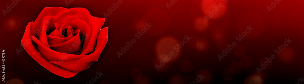 Naklejka premium red rose on red with blur lights background in panoramic view