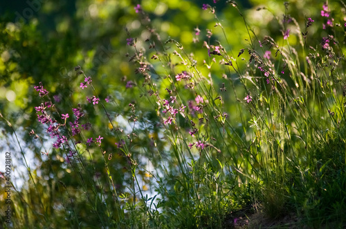 Kompozycja roślinna trawy kwiaty w pięknym oświetleniu 