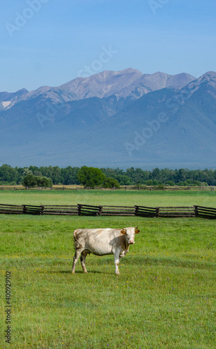 cows in the mountains