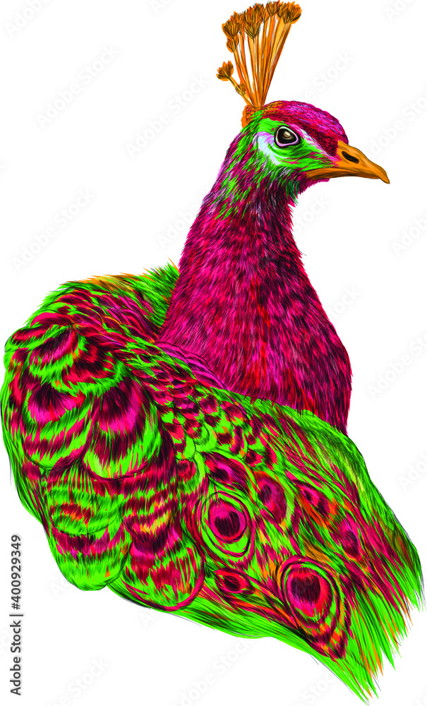 peacock portrait bird pink and green vector illustration