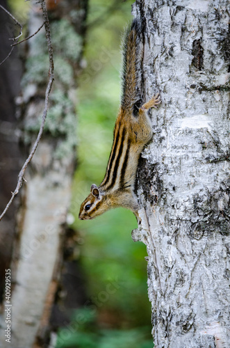 chipmunk on a tree