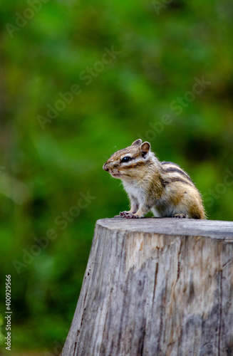 chipmunk on a tree