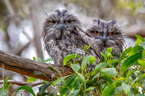 Photography Tawny Frogmouth (Podargus strigoides) two chicks