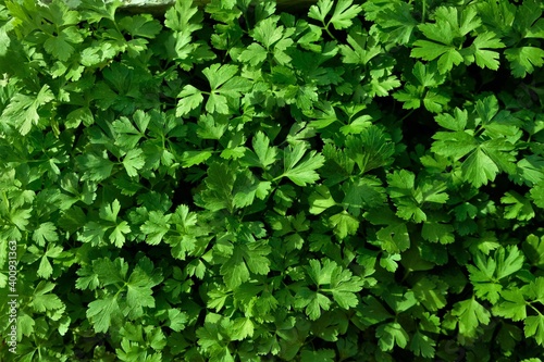 parsley plants with leaf detail