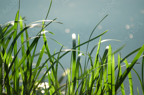 Kompozycja roślinna trawy na tle wody w pięknym oświetleniu photo