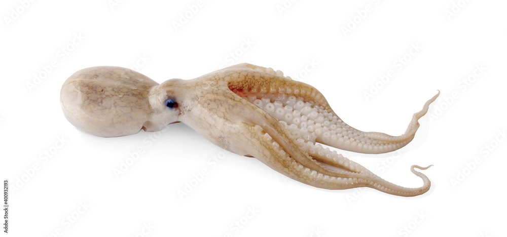 fresh octopus an isolated on a white background fresh octopus an isolated on a white background