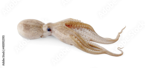fresh octopus an isolated on a white background © sucharat