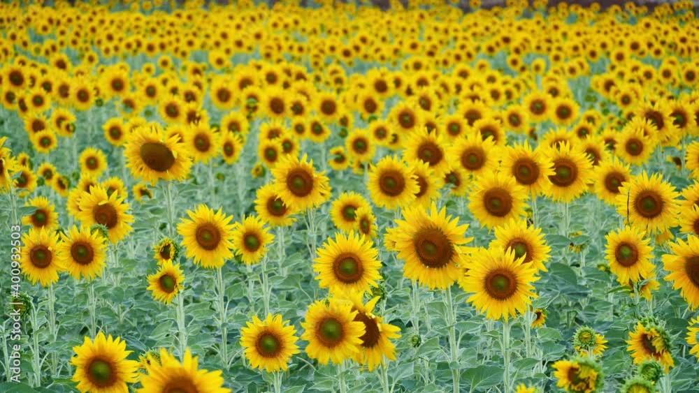 Sunflower field Slow motion swaying in the wind in the the evening sun, Winter Lopburi, Thailand.