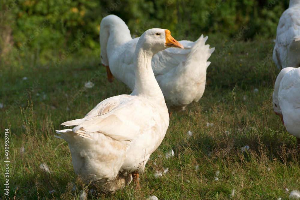 Geese in the village on the walk Geese in the village on the walk