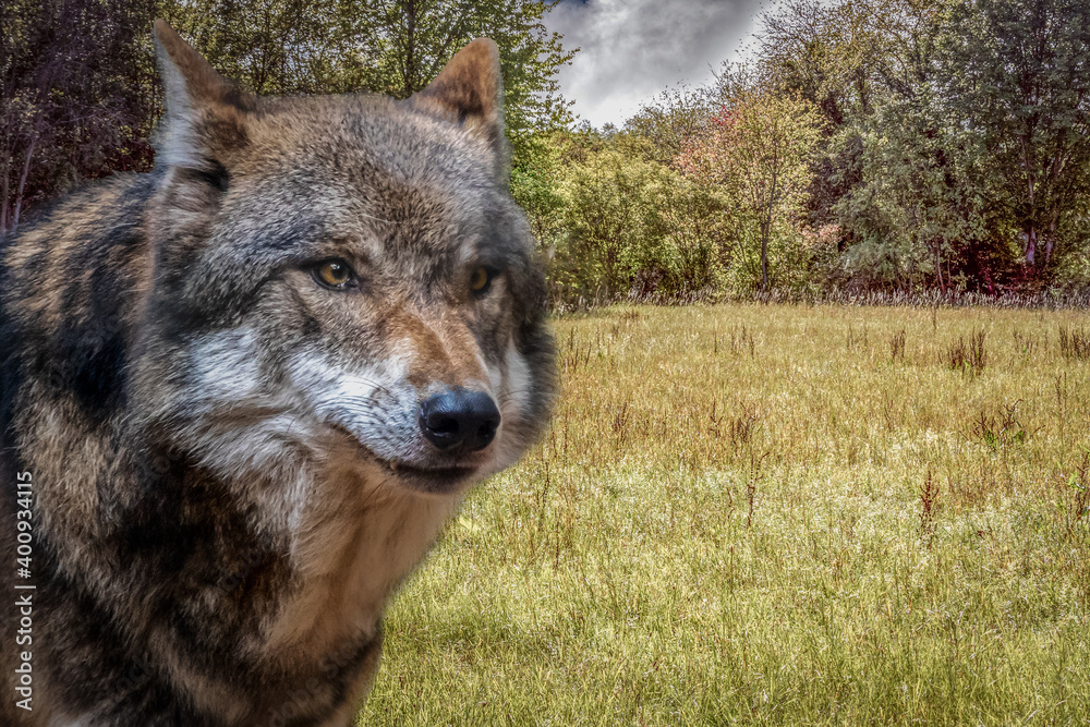 Fototapeta premium a european timber wolf