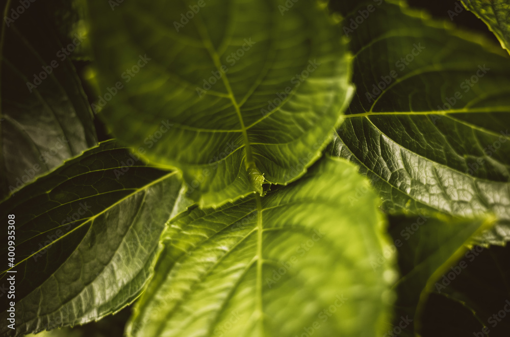green leaf texture green leaf texture
