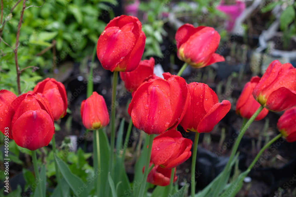 Field of red tulip flowers blooming on a green background in a garden under the sun, top view, soft focus, selective focus Field of red tulip flowers blooming on a green background in a garden under the sun, top view, soft focus, selective focus