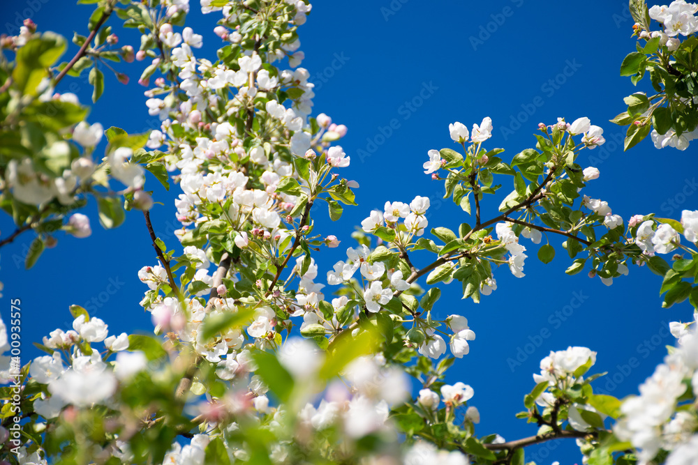 beautiful branch flowers of an apple tree blooms in sun on a spring day, close up, macro. Spring background with white blossom on blue sky with space for text, soft focus, selective focus beautiful branch flowers of an apple tree blooms in sun on a spring day, close up, macro. Spring background with white blossom on blue sky with space for text, soft focus, selective focus