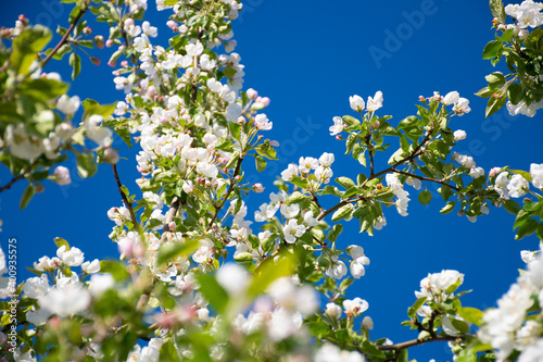 beautiful branch flowers of an apple tree blooms in sun on a spring day, close up, macro. Spring background with white blossom on blue sky with space for text, soft focus, selective focus