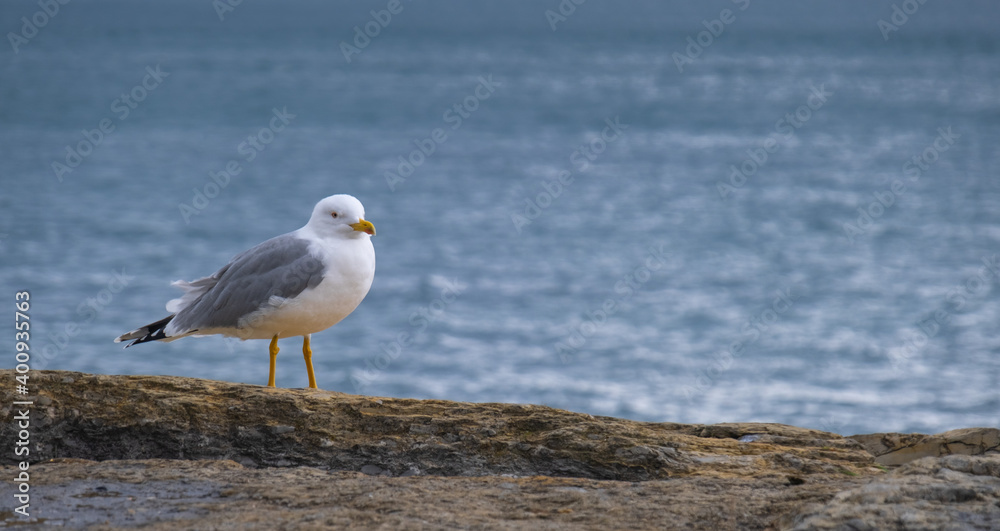 seagull standing by the sea seagull standing by the sea