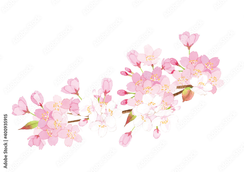 桜の枝　水彩イラスト