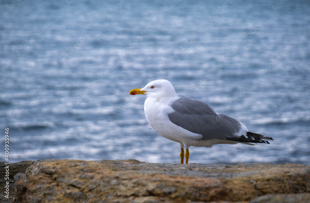 seagull standing by the sea