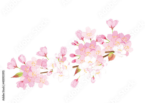 桜の枝　水彩イラスト © perori