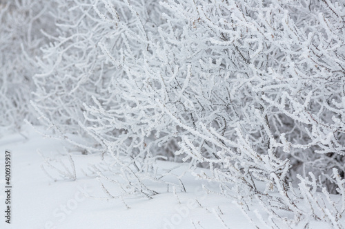 Snow and rime ice on the branches of bushes. Beautiful winter background with trees covered with hoarfrost. Plants in the park are covered with hoar frost. Cold snowy weather. Cool frosting texture. © Andrei Stepanov