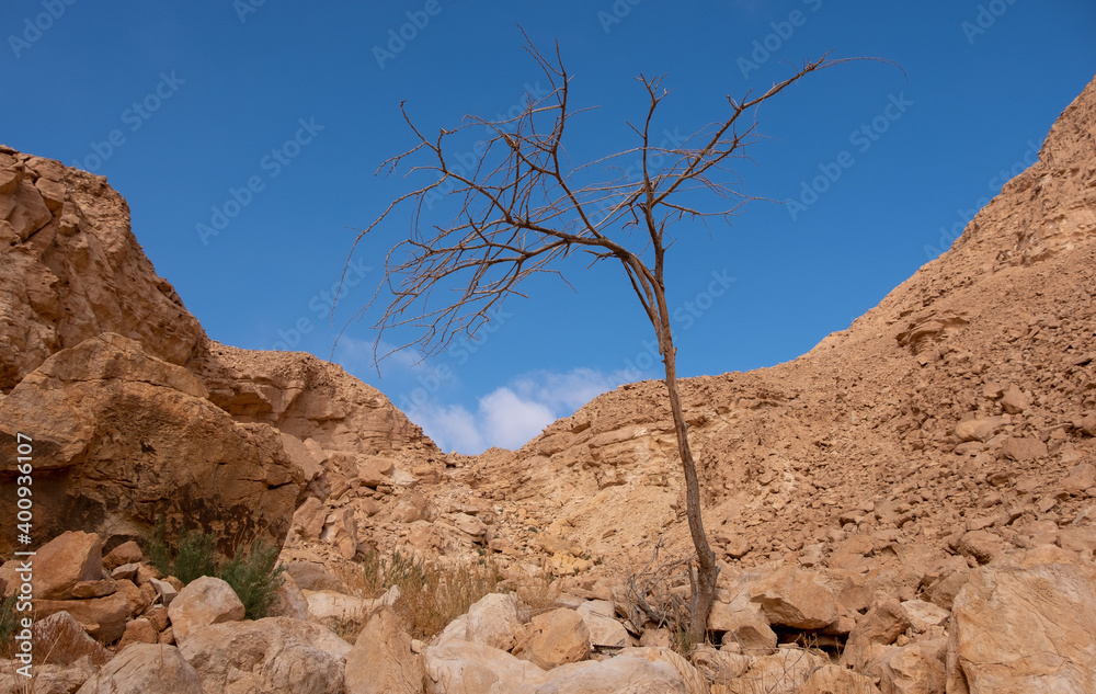 Lonely dry tree in a deserted wadi, blue sky and orange mountains on background.