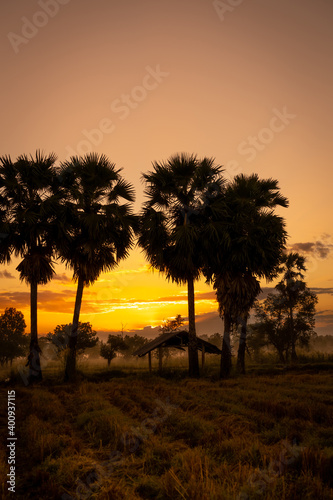 Landscape of rice farm field with golden sunrise sky in the morning. Silhouette sugar palm tree and old hut in harvested rice field. Country view. Beautiful orange sunrise sky in rural at dawn.
