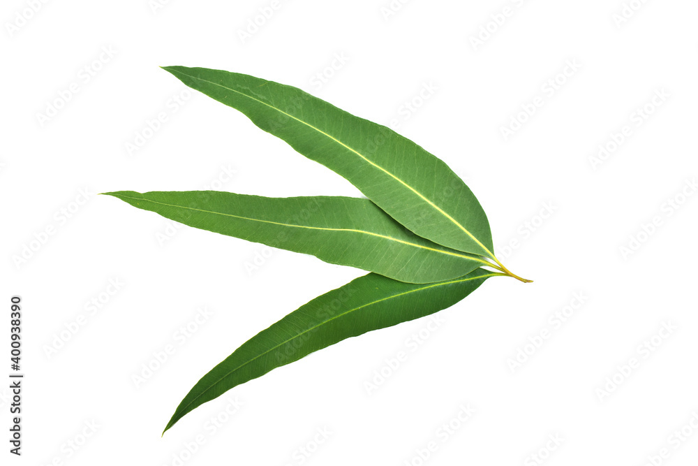 Obraz premium Eucalyptus leaves isolated on white background. Clipping path