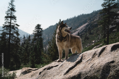 Husky dog in the mountains