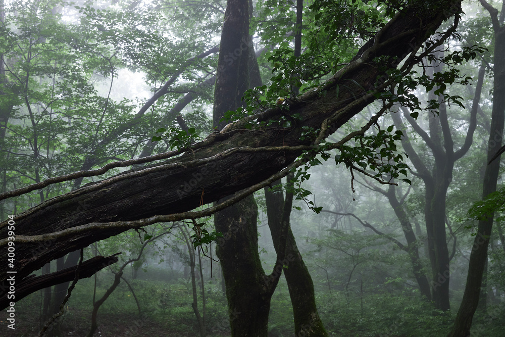 Fototapeta premium tree in the forest