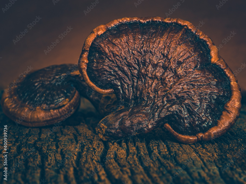 Ganoderma lucidum on the old plank floor,Lingzhi Mushroom Ganoderma lucidum on the old plank floor,Lingzhi Mushroom