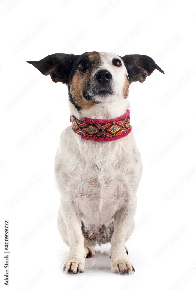 jack russel terrier