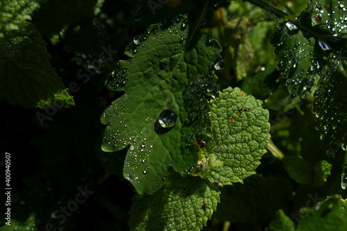 Gotas de lluvia brillando sobre las hierbas ocultas del jardín. Imagen macro de hojas de hierbabuena cubiertas de pequeñas gotas de agua. (ID: 400940507)